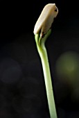 HELIANTHUS ANNUS EMERGING