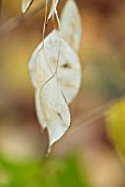 LUNARIA REDIVIVA