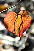 CERCIS CANADENSIS LEAF IN AUTUMN