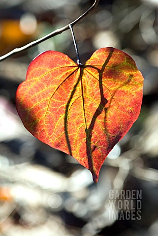 CERCIS_CANADENSIS_LEAF_IN_AUTUMN