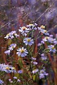 ASTERS IN SEPTEMBER