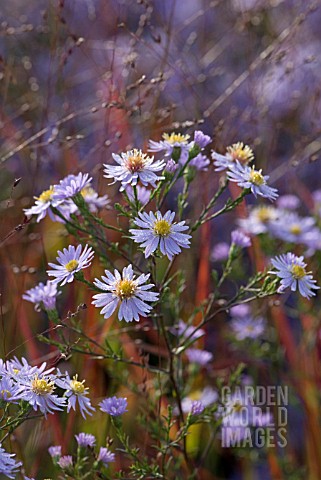 ASTERS_IN_SEPTEMBER