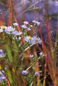 ASTER AND GRASS