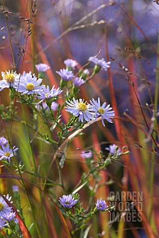 ASTER_AND_GRASS
