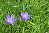 CROCUS SPECIOSUM