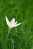 CROCUS SPECIOSUM