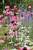 ECHINACEA PALLIDA