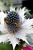 POLLINATION OF ERYNGIUM GIGANTEUM