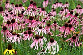 ECHINACEA PALLIDA