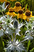 ERYNGIUM GIGANTEUM WITH HELENIUM RIVERTON BEAUTY