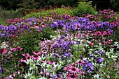 PHLOX PANICULATA BLUE EVENING IN ASSOCIATION