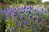 ECHINOPS RITRO IN ASSOCIATION