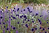 ECHINOPS RITRO IN ASSOCIATION