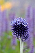 ECHINOPS RITRO VEITCHS BLUE