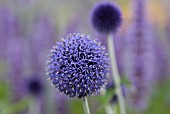 ECHINOPS RITRO VEITCHS BLUE