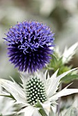 ECHINOPS RITRO VEITCHS BLUE WITH ERYNGIUM GIGANTEUM SILVER GHOST