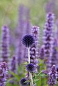 ECHINOPS RITRO VEITCHS BLUE WITH AGASTACHE BLUE FORTUNE