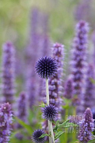 ECHINOPS_RITRO_VEITCHS_BLUE_WITH_AGASTACHE_BLUE_FORTUNE