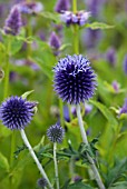 ECHINOPS RITRO VEITCHS BLUE