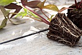 POT PLANT FOR POTTING ON, IPOMOEA BLACKIE