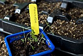 AQUILEGIA SEEDLINGS