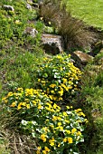 CALTHA PALUSTRIS