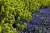 EUPHORBIA AND PULMONARIA