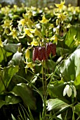 FRITILLARIA AND ERYTHRONIUM