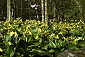 ERYTHRONIUM PAGODA