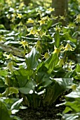 ERYTHRONIUM PAGODA