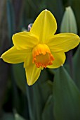 NARCISSUS PINZA