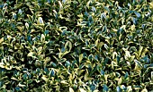 BUXUS SEMPERVIRENS ELEGANTISSIMA,  (AGM),  (HARDY VARIEGATED BOX).