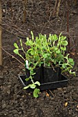 SWEET PEAS READY FOR PLANTING