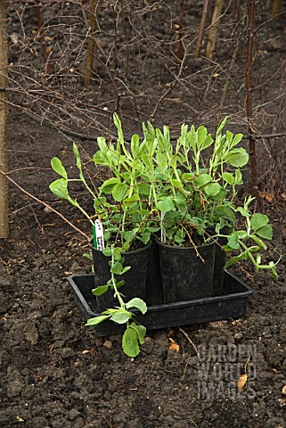 SWEET_PEAS_READY_FOR_PLANTING