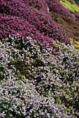 SPRING BANK OF HEATHERS