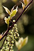 STACHYURUS CHINENSIS MAGPIE