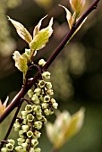 STACHYURUS CHINENSIS MAGPIE