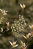 STACHYURUS CHINENSIS MAGPIE