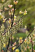 STACHYURUS CHINENSIS MAGPIE