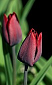 TULIPA BLACK NIGHT