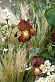 IRIS LANGPORT WREN AND STIPA TENUISSIMA