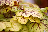 HEUCHERA CIRCUS