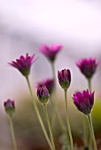 OSTEOSPERMUM IN THE PINK