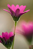 OSTEOSPERMUM IN THE PINK