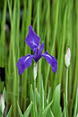 IRIS LAEVIGATA VARIEGATA