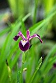 IRIS VERSICOLOR KERMESINA