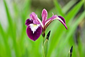 IRIS VERSICOLOR KERMESINA