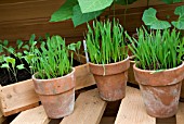 SEEDLINGS FOR THE ALLOTMENT