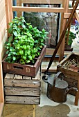 MIXED HERBS IN GREENHOUSE