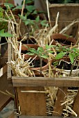 TOMATO PLANTS